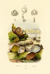 Conchas, 1833-39